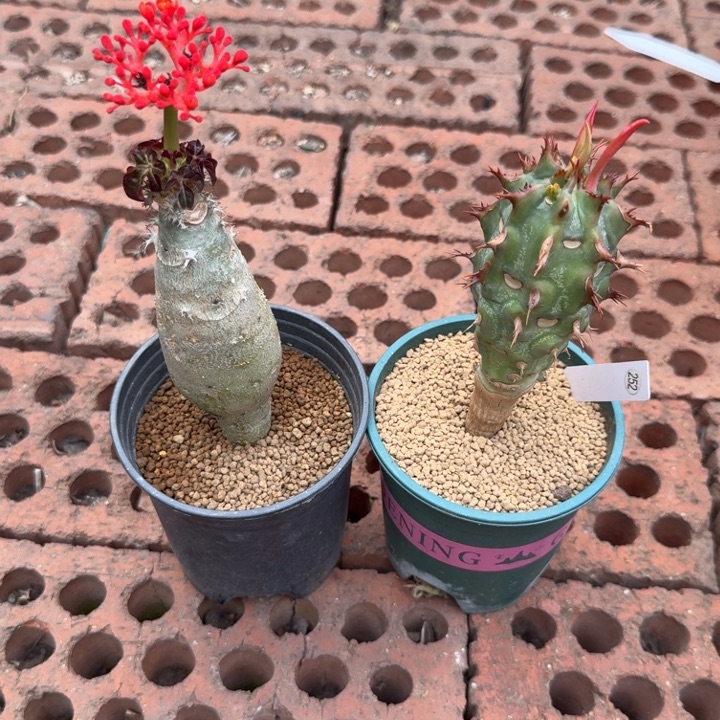 佛肚海堂+喷火龙(满28包邮)