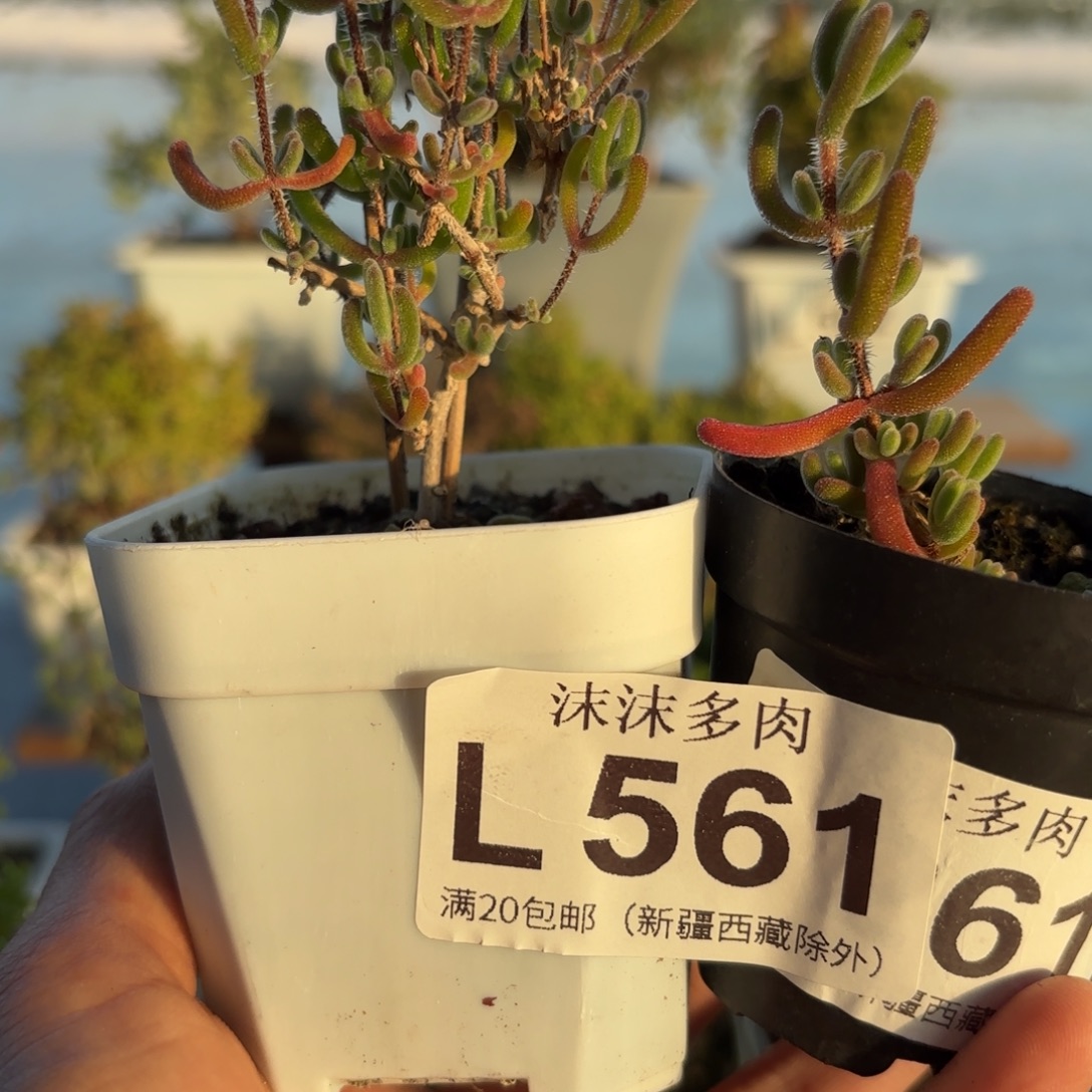 伊***豆561红叶和琉璃枝干