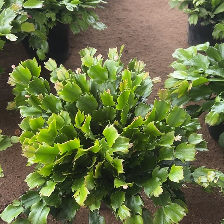 邴***周当前无花栽培后可以开花