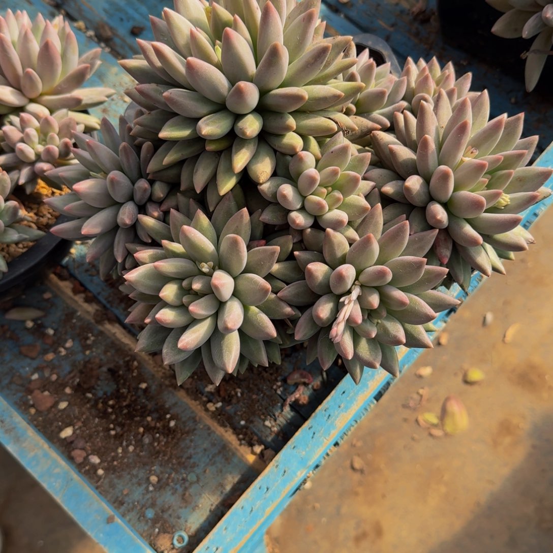 静***清26-5红蜻蜓多肉植物