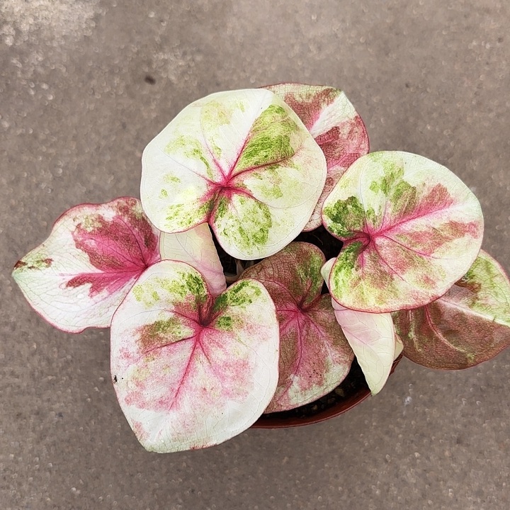 米****66-1229哈拉吧啦广东现货