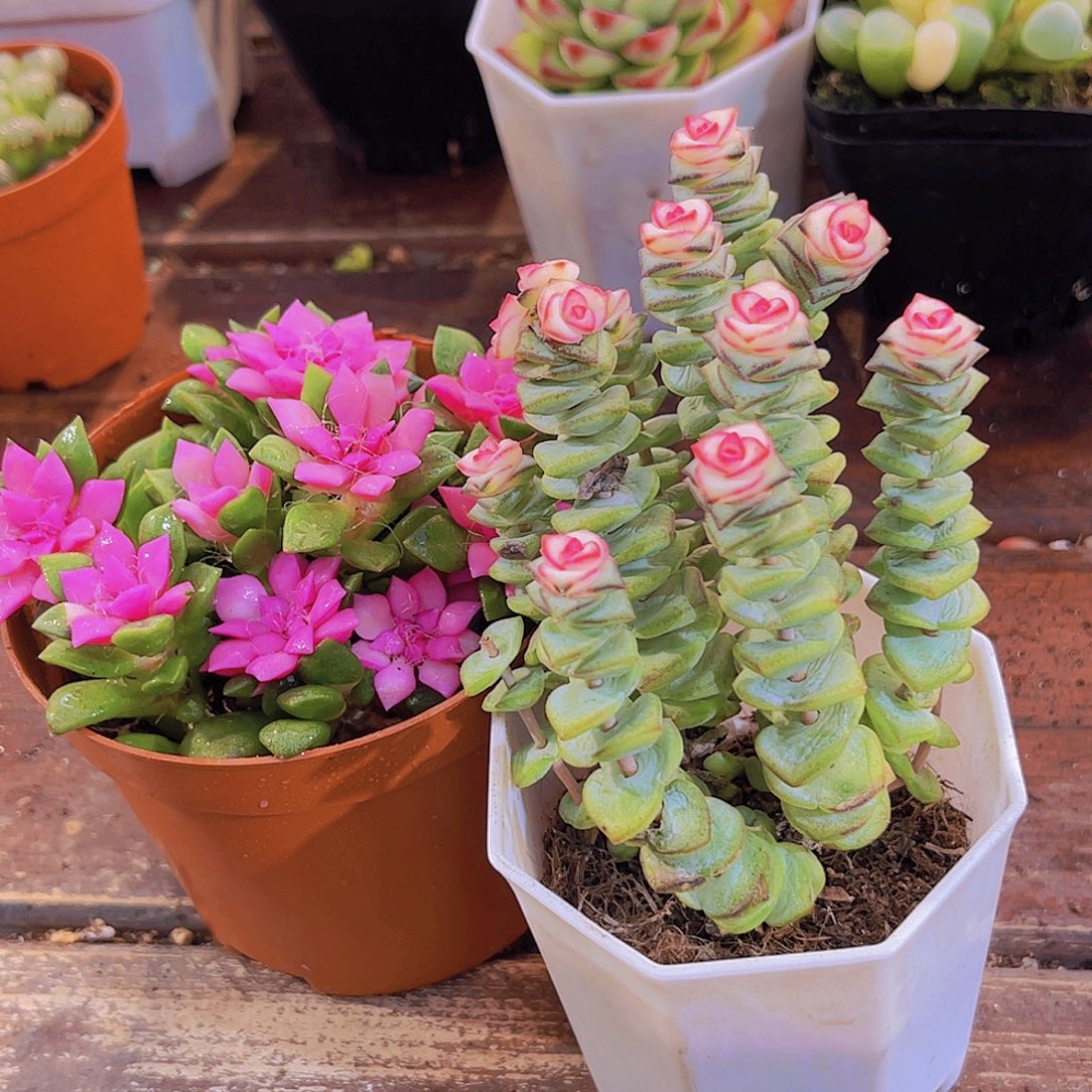 吹雪➕钱串锦福利11111