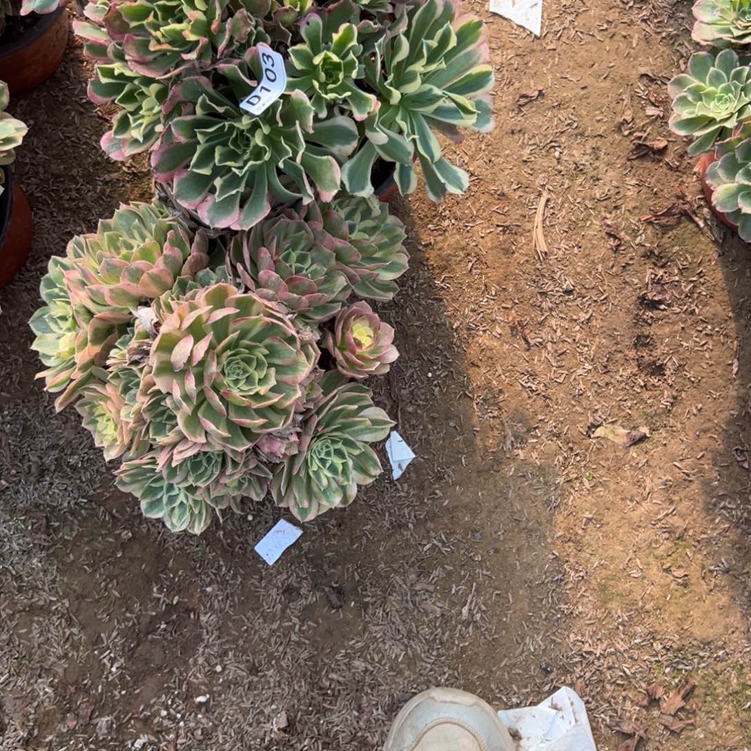 103两颗组合多肉法师