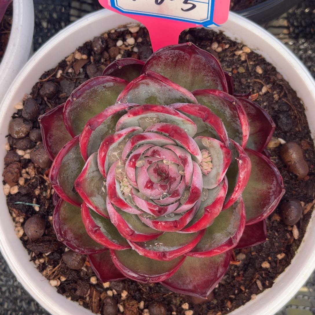 云舍多肉精选编号0226-5