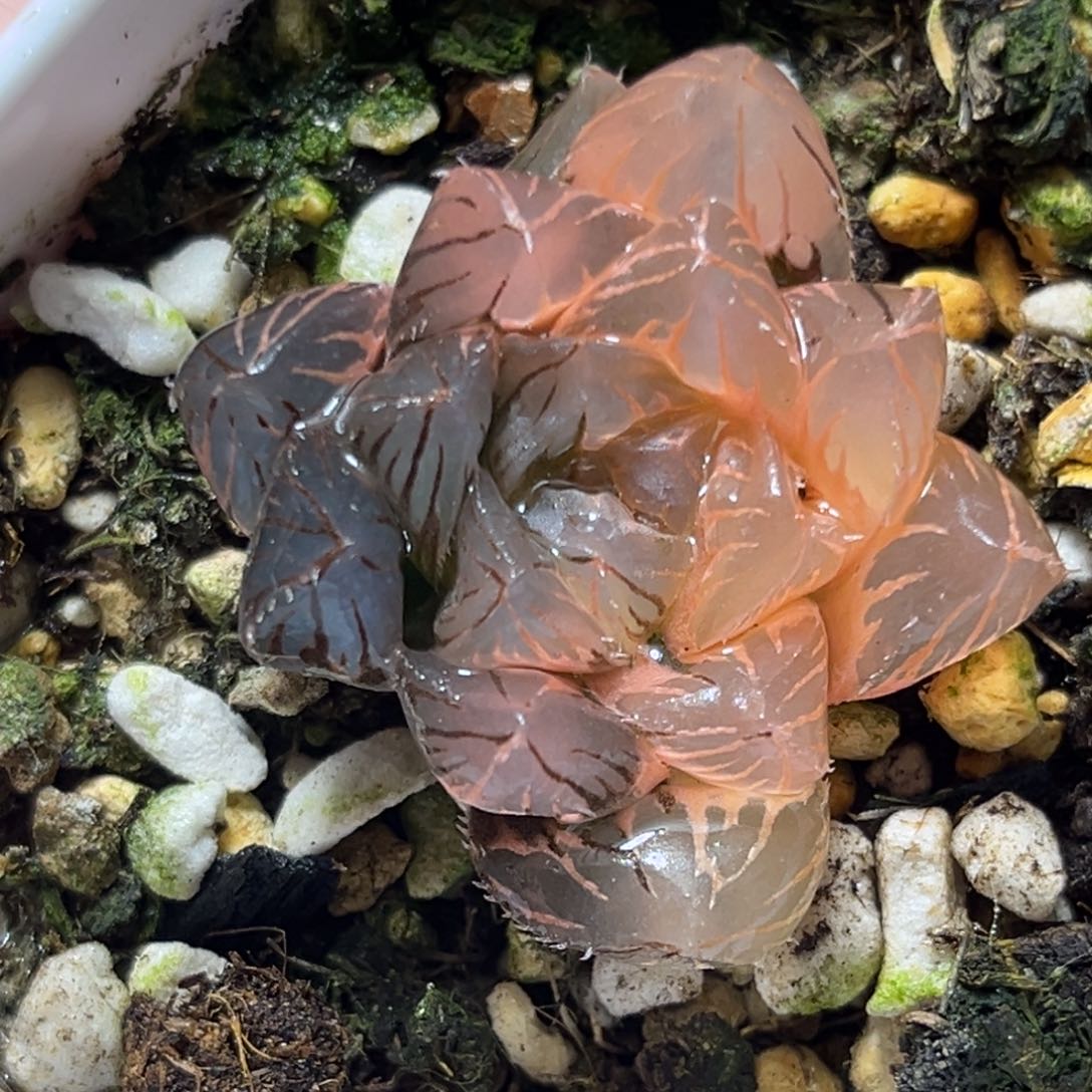 恭喜发财大吉大利513