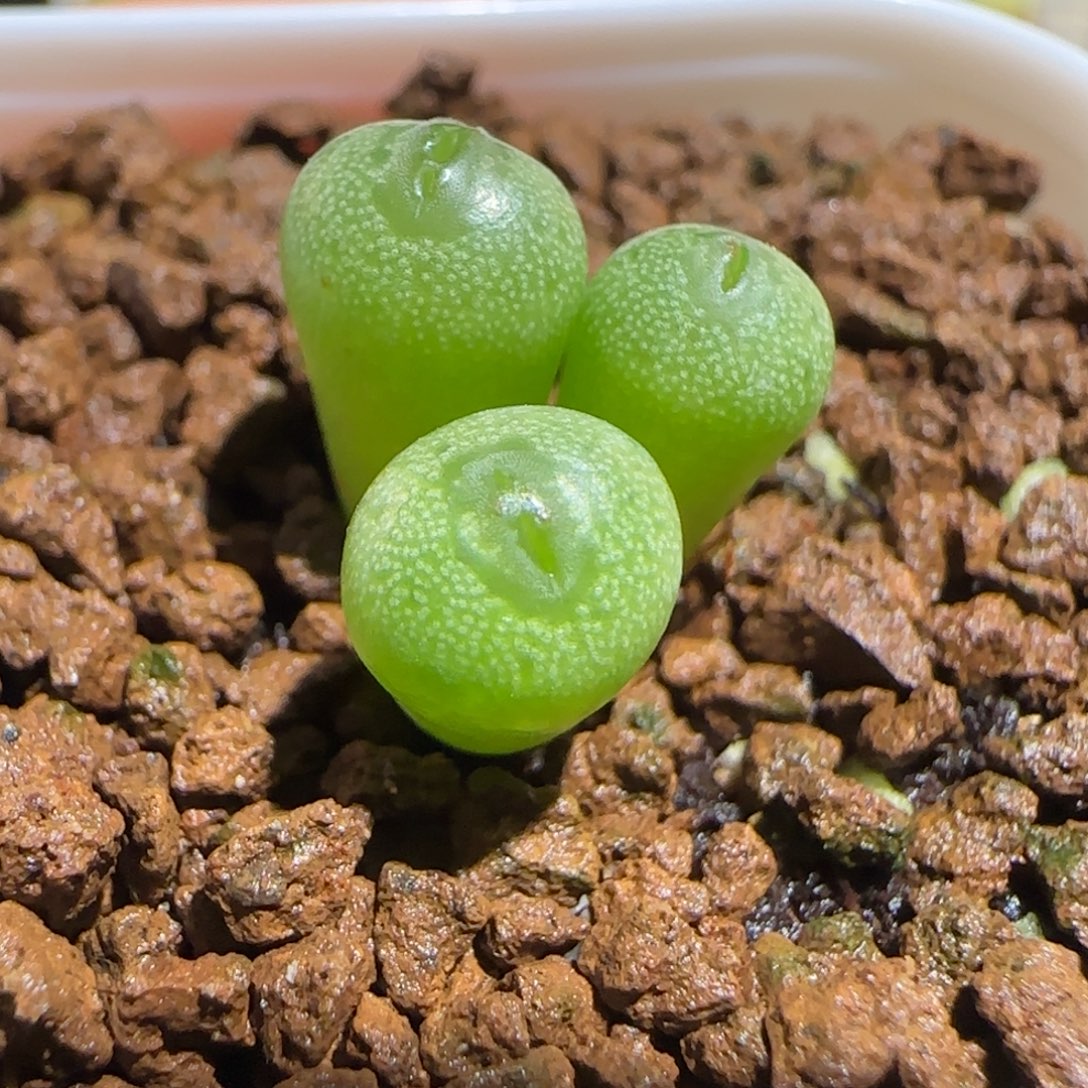 肉锥多肉植物组合-小海豚380