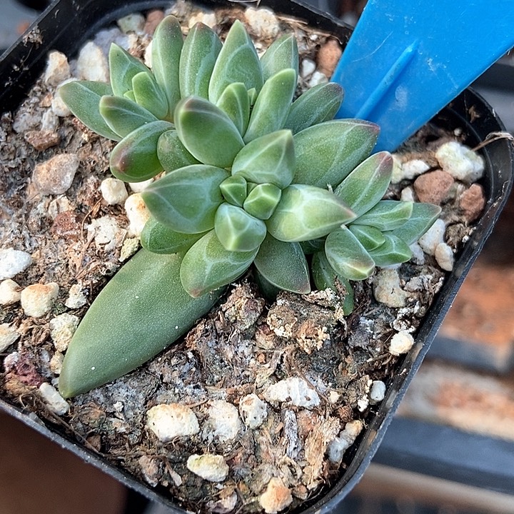 多肉植物梵高美人953多肉