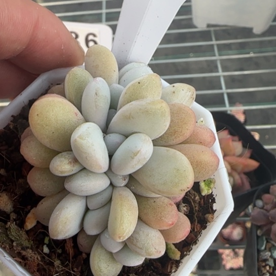 60粉兔缀一物一拍多肉