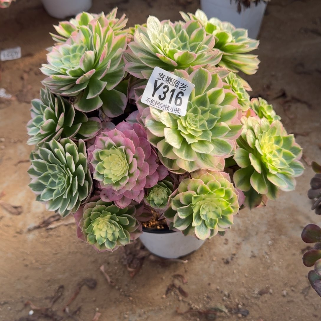 316海王官服22左右2