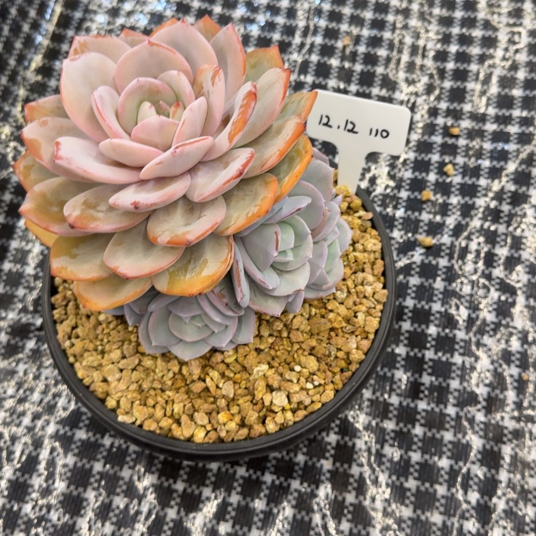 b***d一物一拍奶茶捧花110