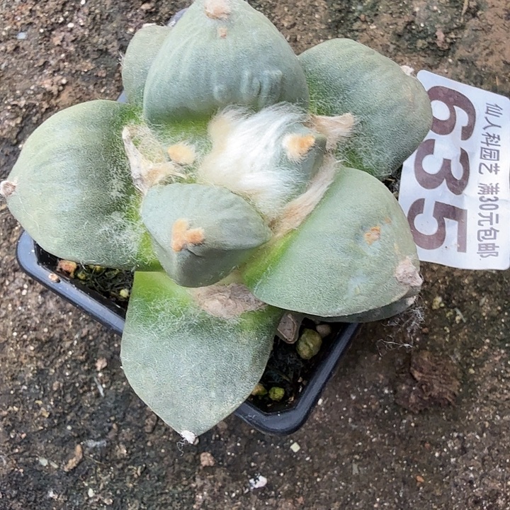 无花朵635大尤怒牡丹东三