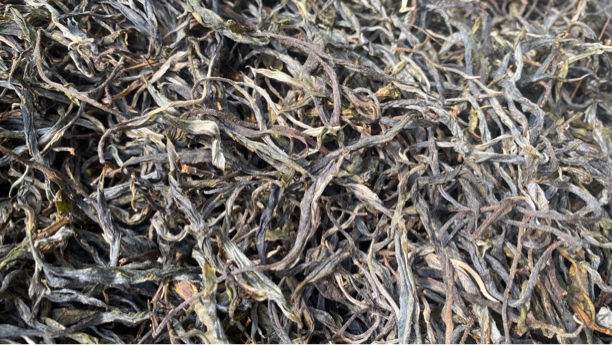 云南普洱茶2025古树生普春茶散茶蜜香花香