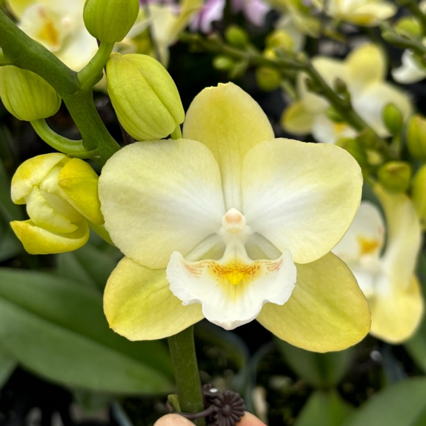 （大唇玉兔）蝴蝶兰清新色系蜡质型花中花型