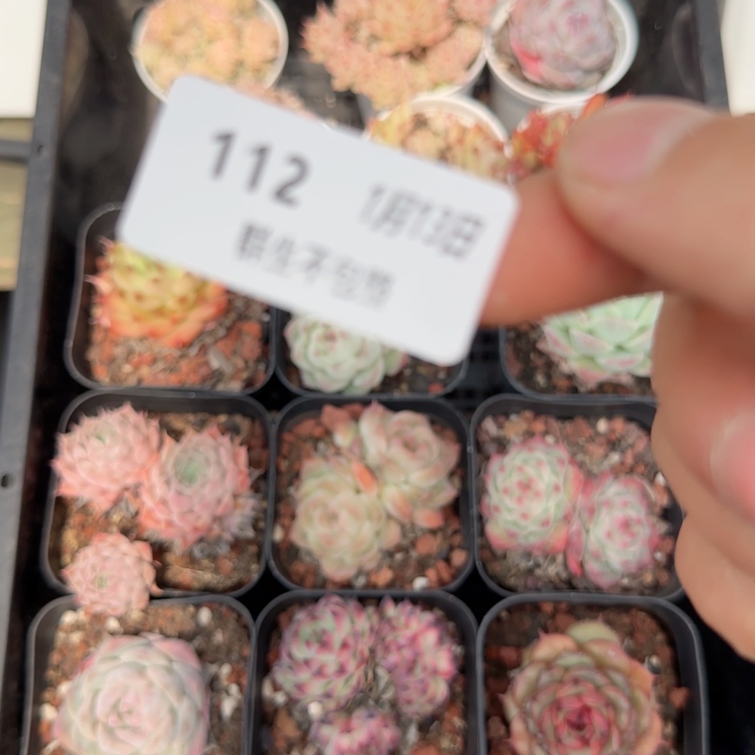 框拍框拍0113-112