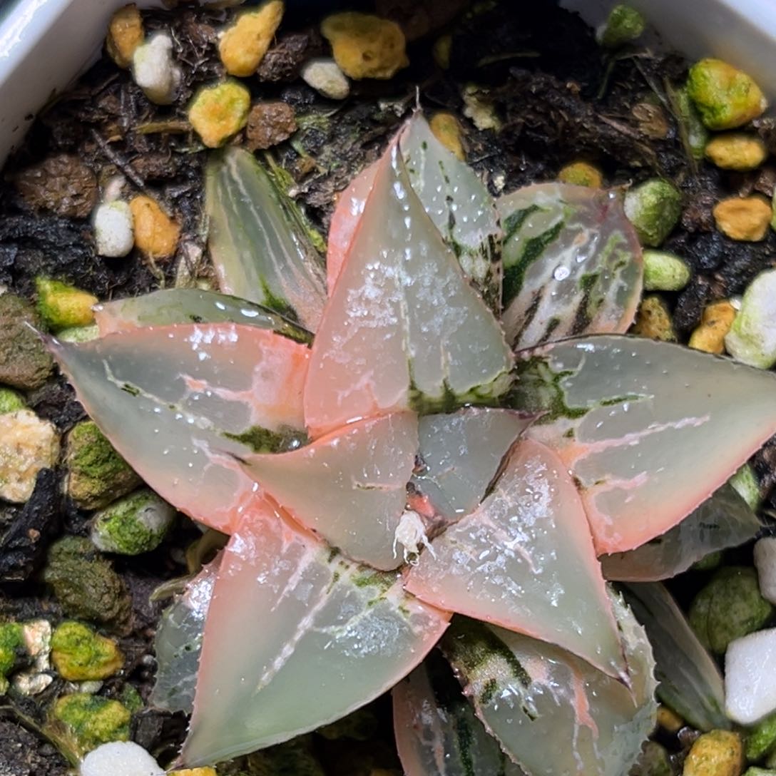 恭喜发财大吉大利897