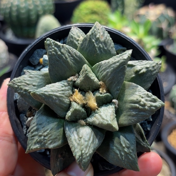 实生怒涛xmmmmmmmmmmmmm