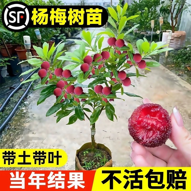 正宗嫁接东魁杨梅黑炭杨梅耐寒特大果南北方种植果树当年结果包活