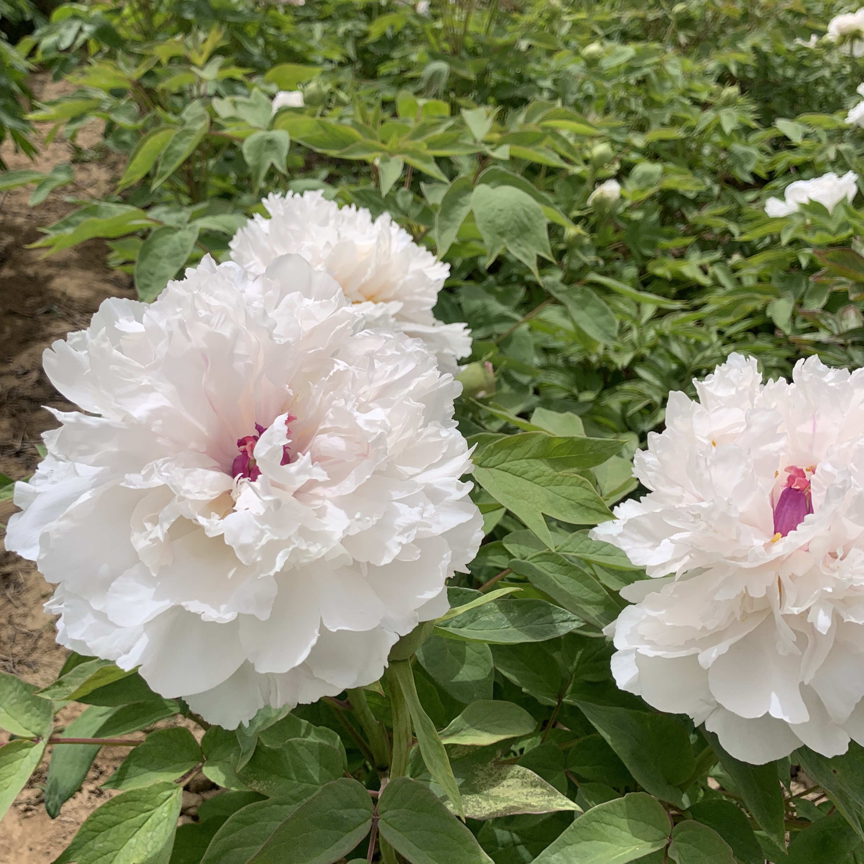【景玉】正宗观赏牡丹花苗山东菏泽秋天裸根发货白色系