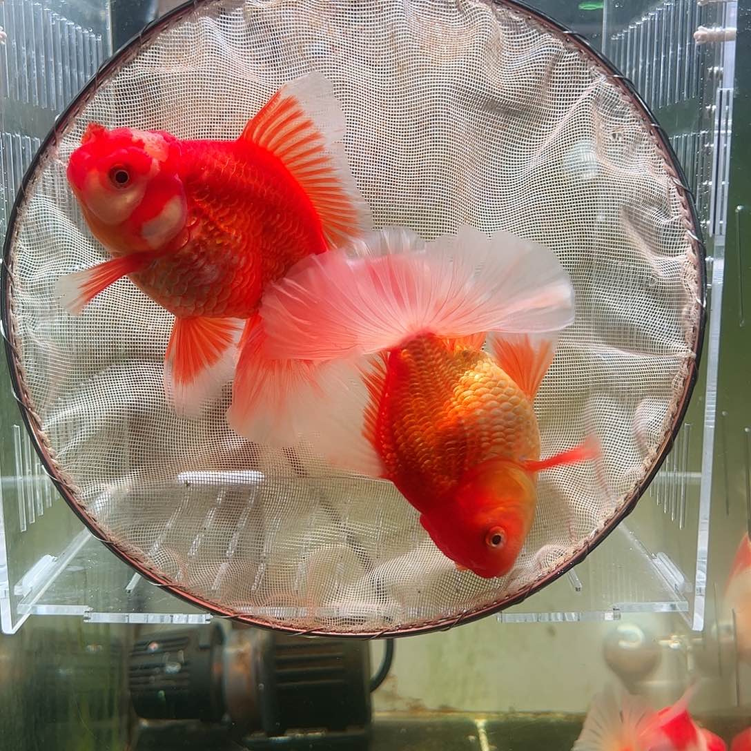 金鱼百褶泰狮亚成47