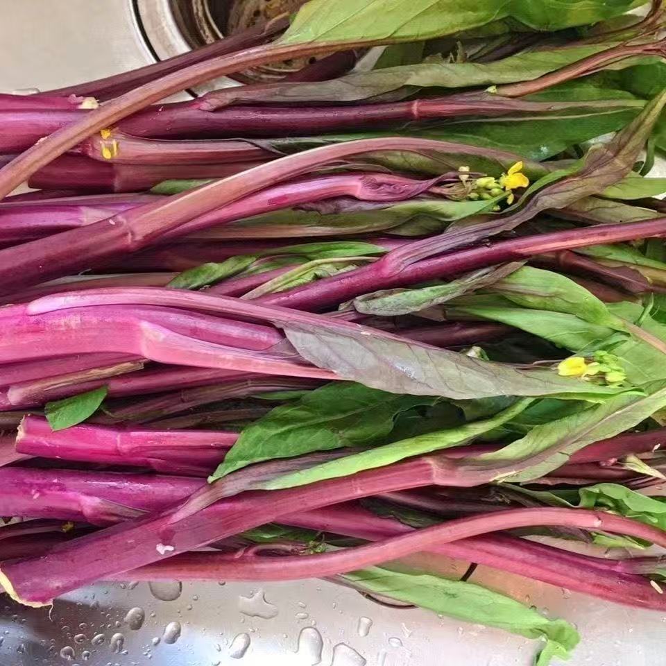 湖北露天生长打霜红菜苔现摘新鲜香甜爽口