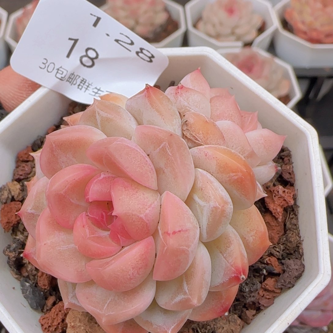 珍妮双头一颗脱土发货