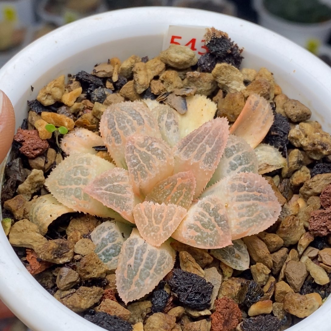 543号糊斑具味城锦