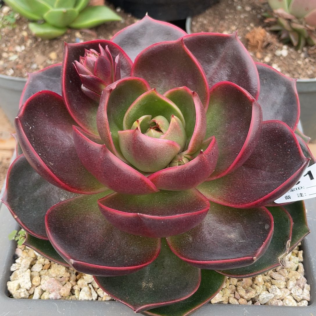 若如东云单拍C134