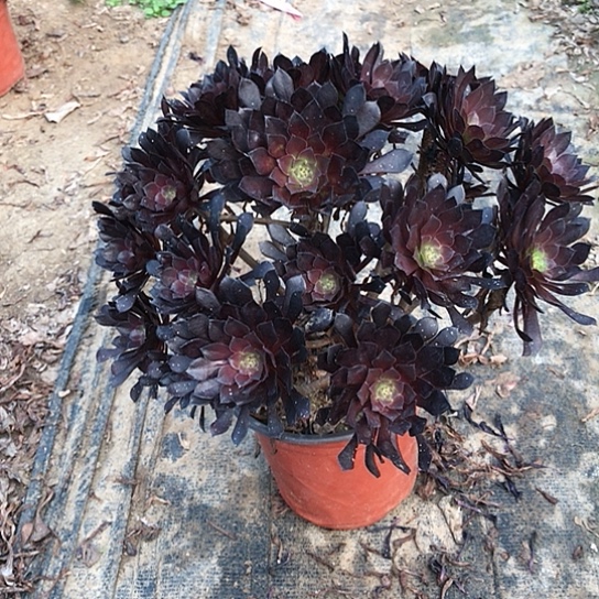 山***王黑铜法师000000000024