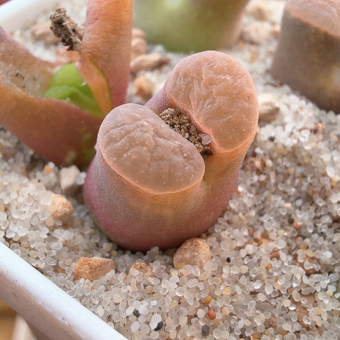 2.16.49/双头荧光色班克磁铁～多肉植物