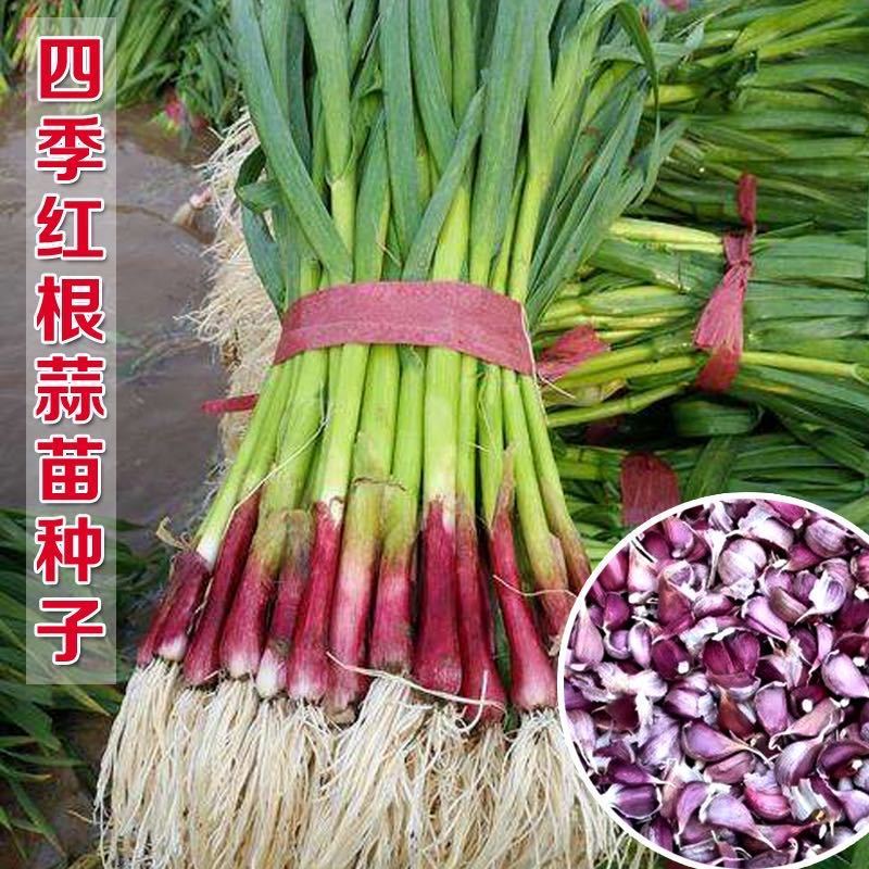 红根蒜苗种子香蒜火蒜苗种一年三茬连续种植四季阳台盆栽蔬菜种籽