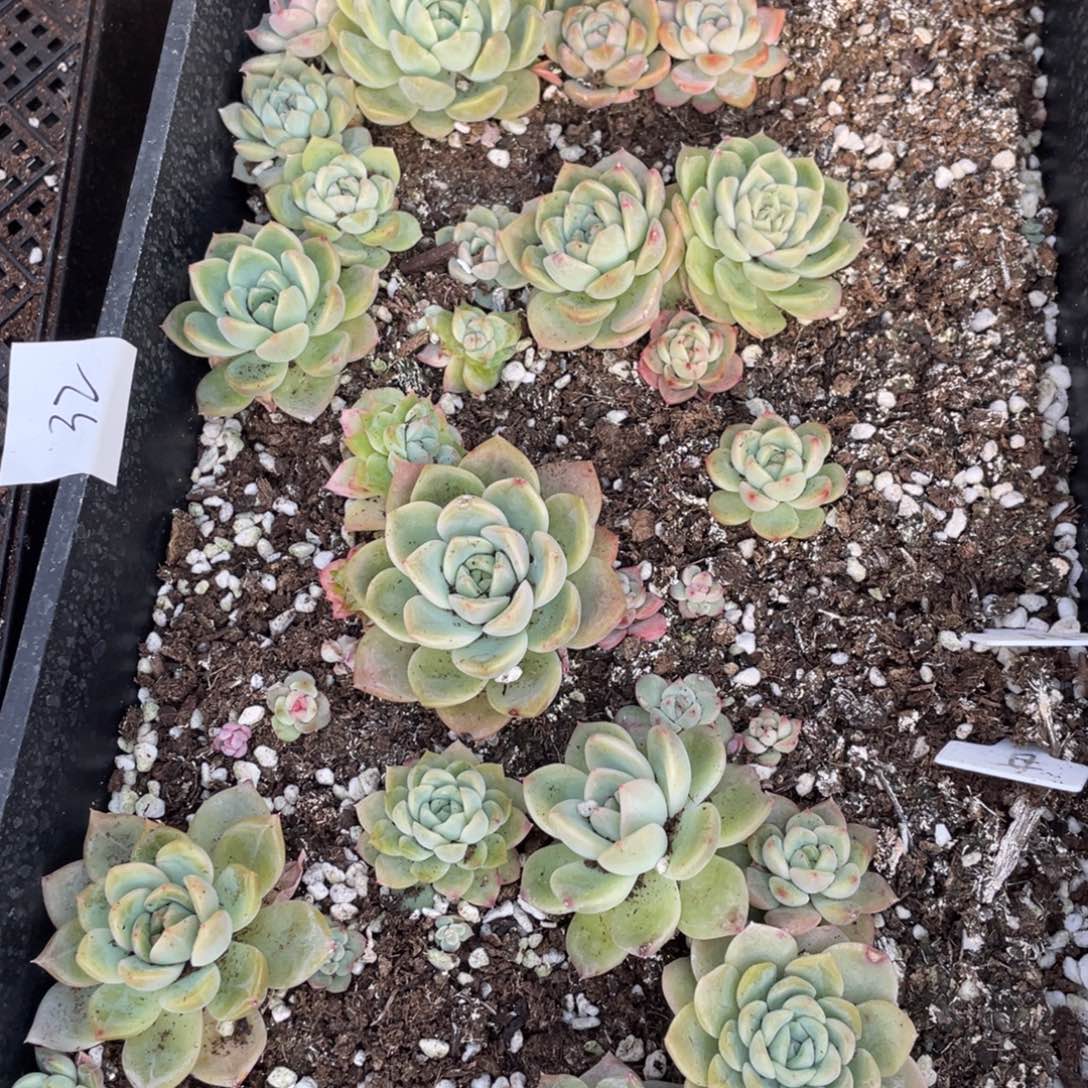 32甘露寺一筐特价，不包保温不包售后