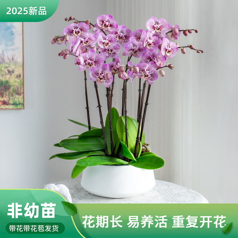  蝴蝶兰【安道尔】稀缺品种 花卉盆栽 乔迁 婚礼 伴手礼开花绿植