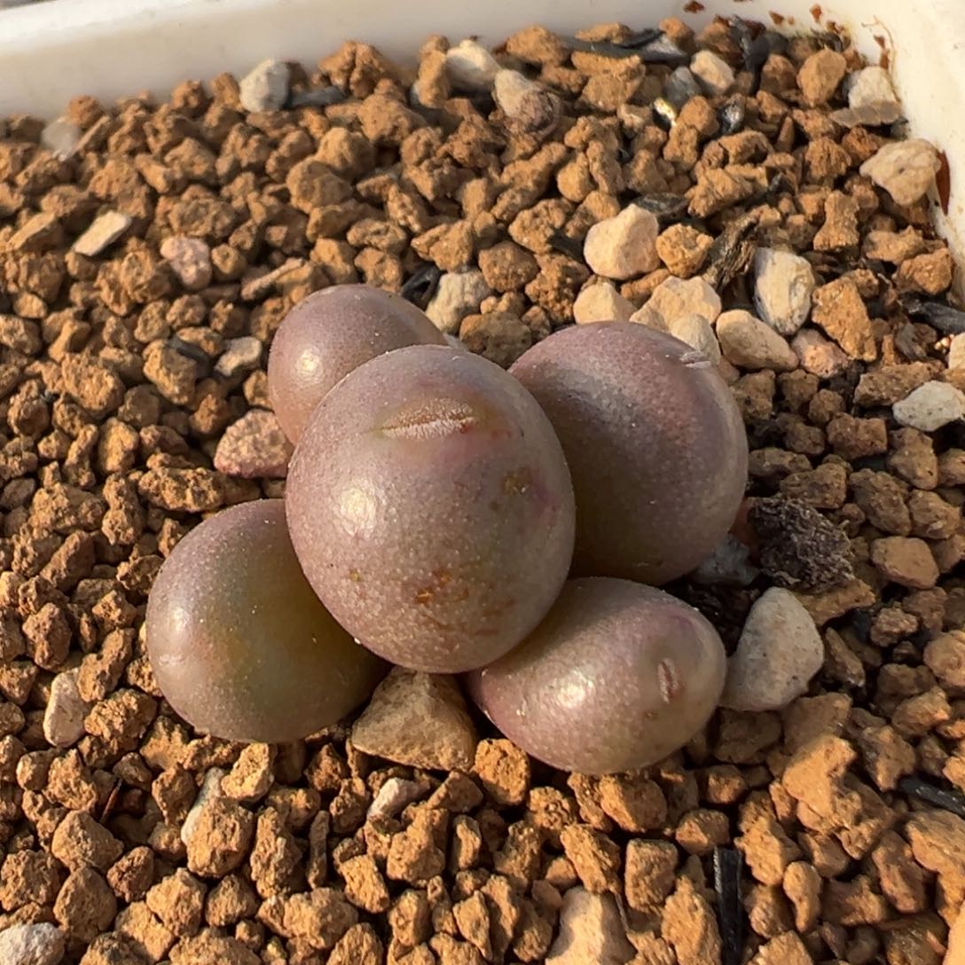 22多肉植物百科植物