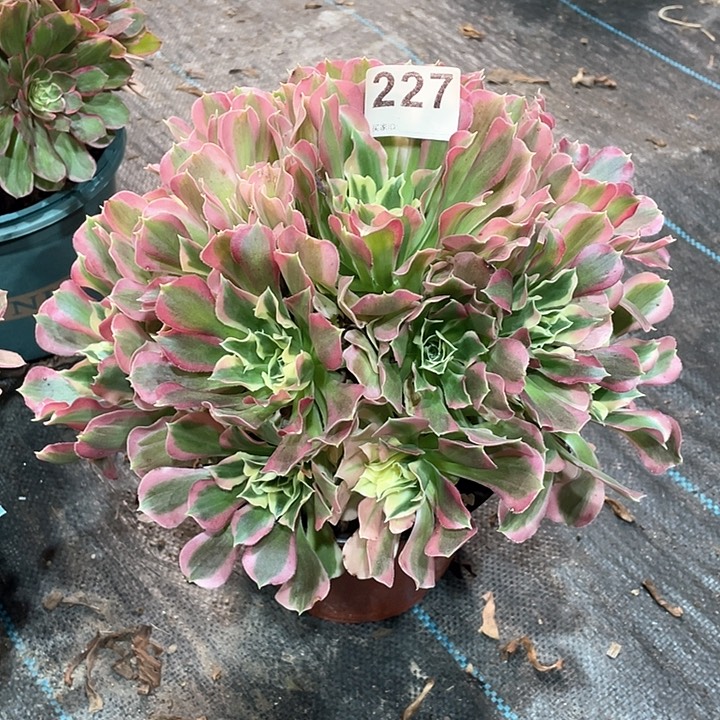 白凤227   冠幅28