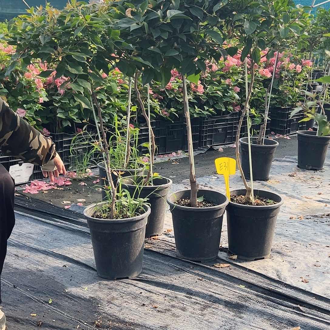 大部分开放少量花苞E31随机棒棒糖一颗，1米高，29.9