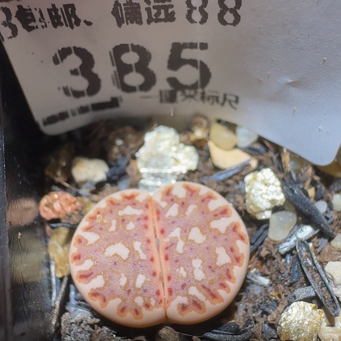 Ssss精品生石花385