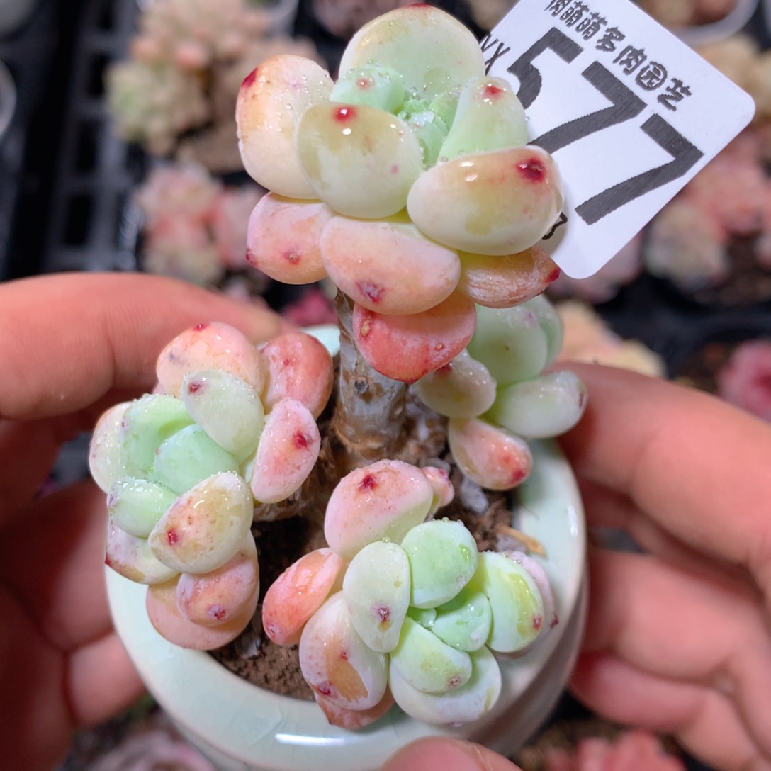 5CM拇指盆精控多肉YX577