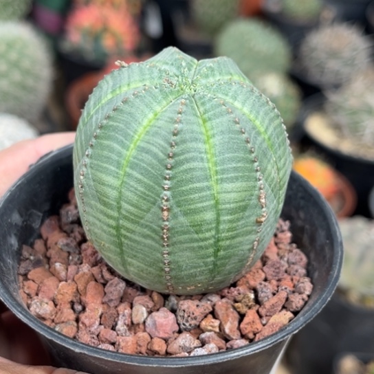 完全开放自根欧布