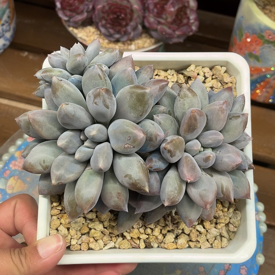 焦糖体哥特高桩一物一拍