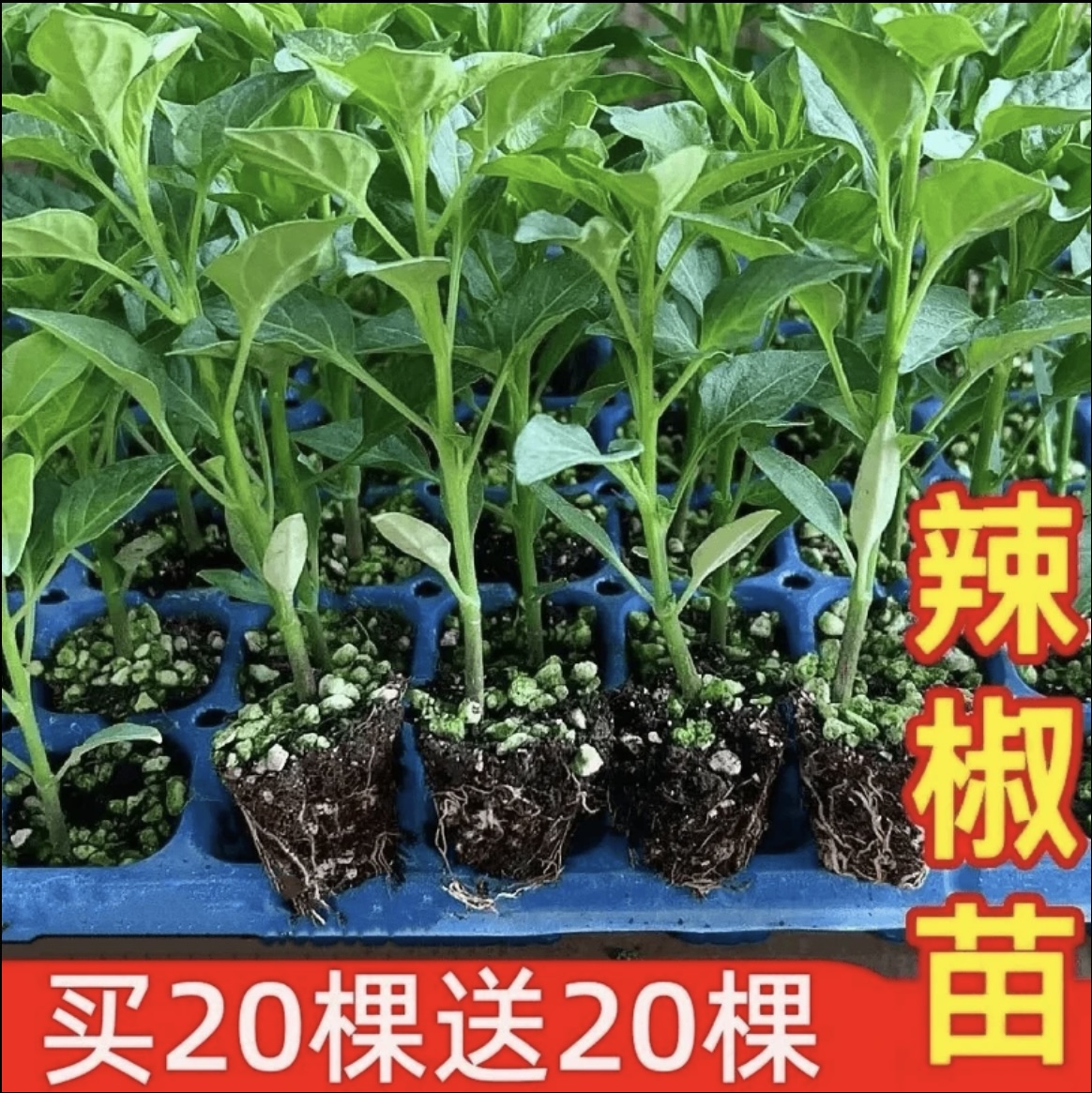 辣椒秧苗带土薄皮椒长线椒苗螺丝椒苗朝天椒苗牛角椒苗高产户外种