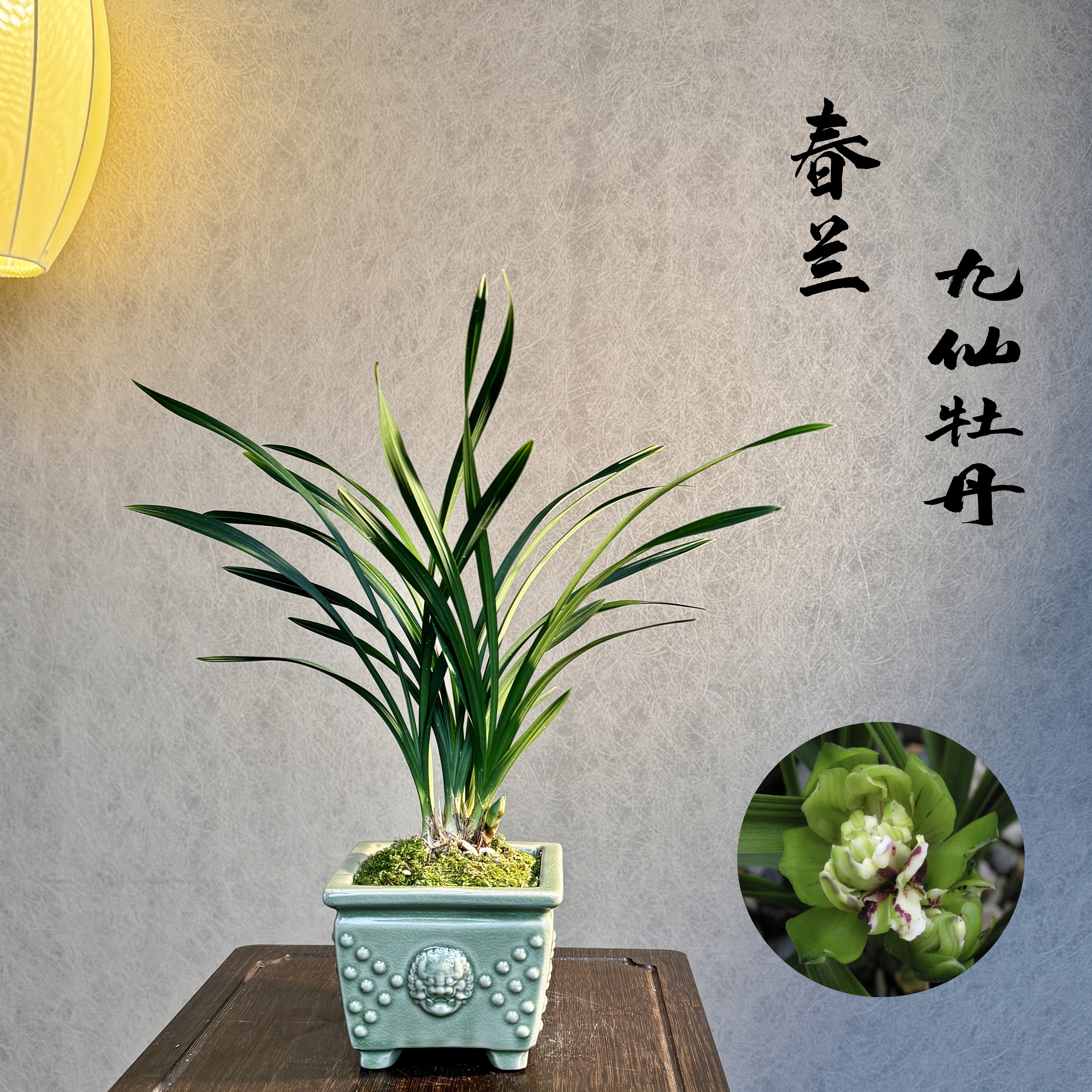 春兰铭品九仙牡丹3苗起带花苞带盆底座好养易活室内绿植国兰精品