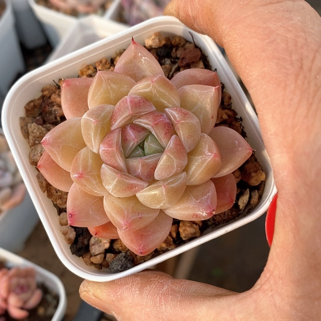 精品多肉一物一拍不包整76