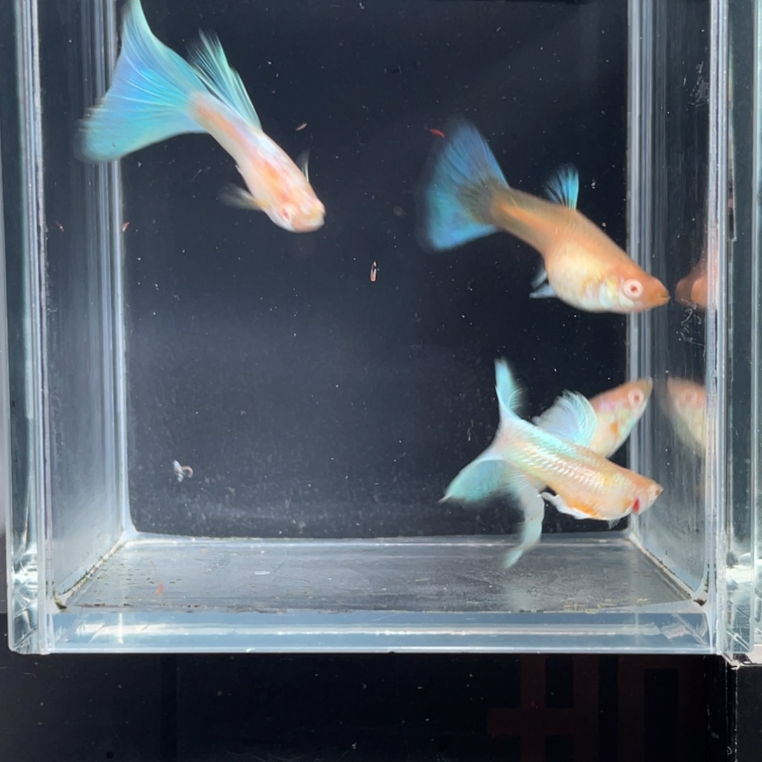 孔雀鱼一对蓝白一对黄化艾尔银绿