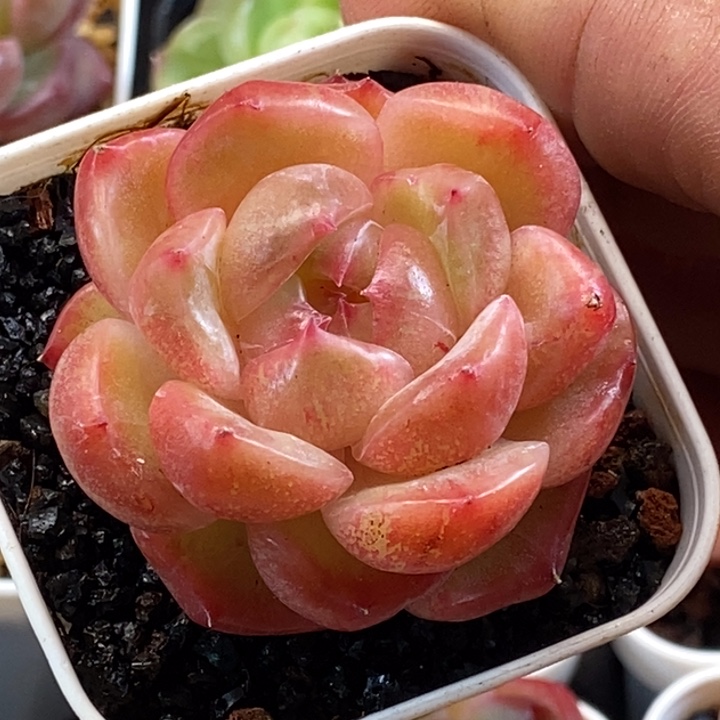 天官赐福百无禁忌