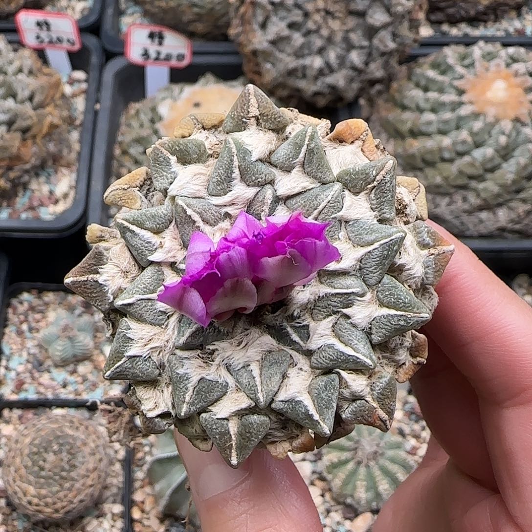 黑牡丹1111111111111111