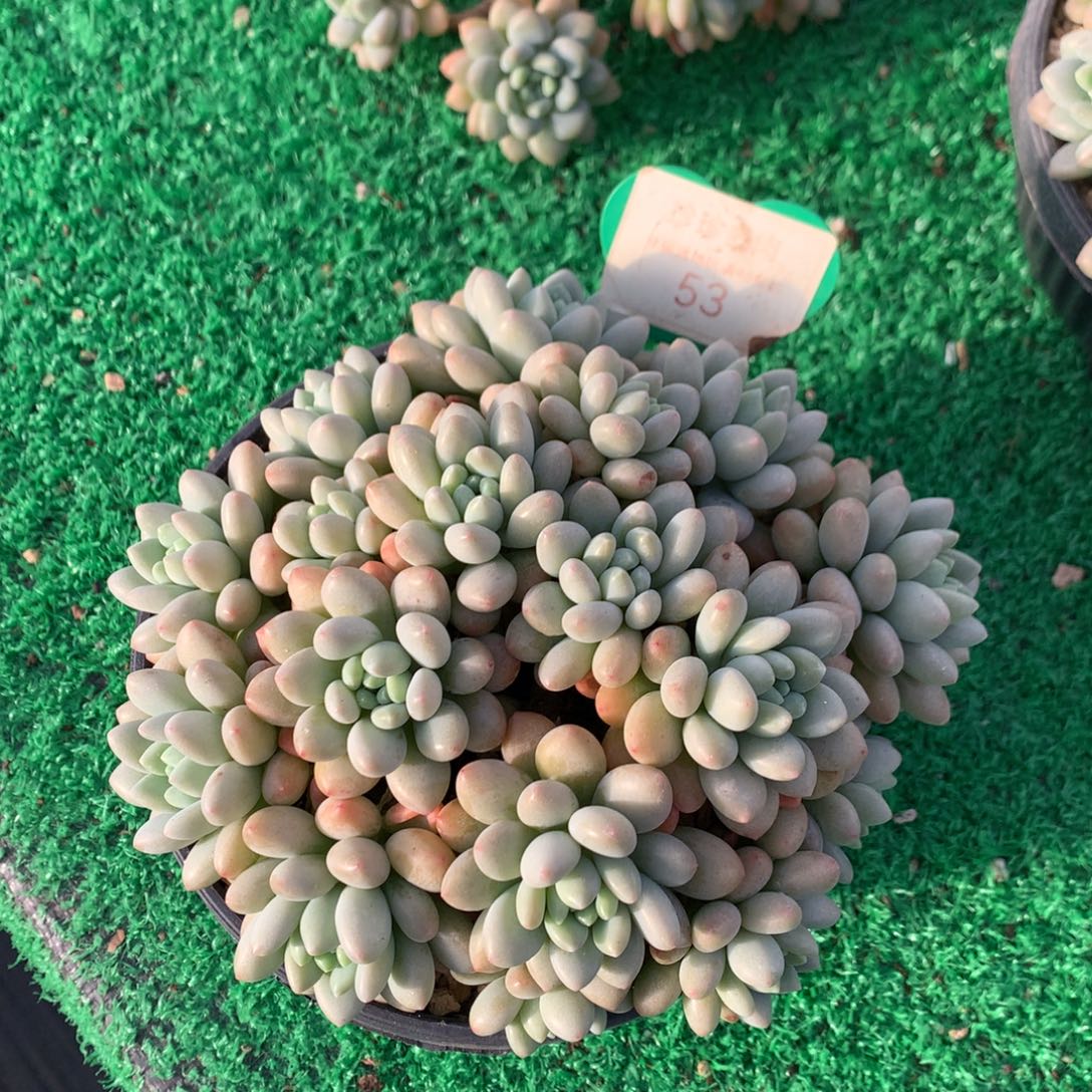 洛可可无砍平头53