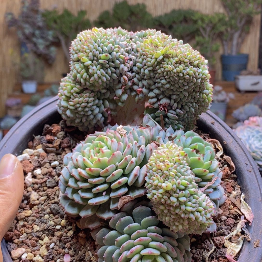 喜*A61号白胖子缀