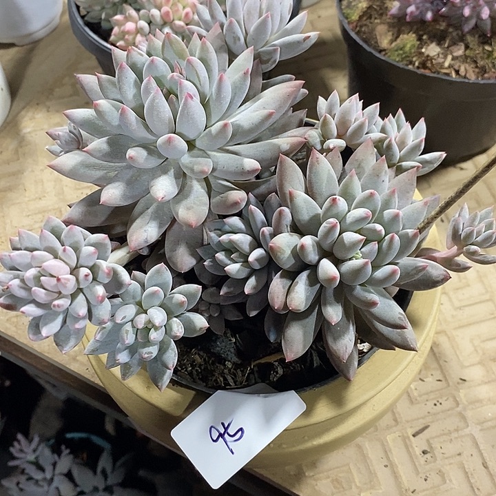 葵***花小七夕多肉所罗门95