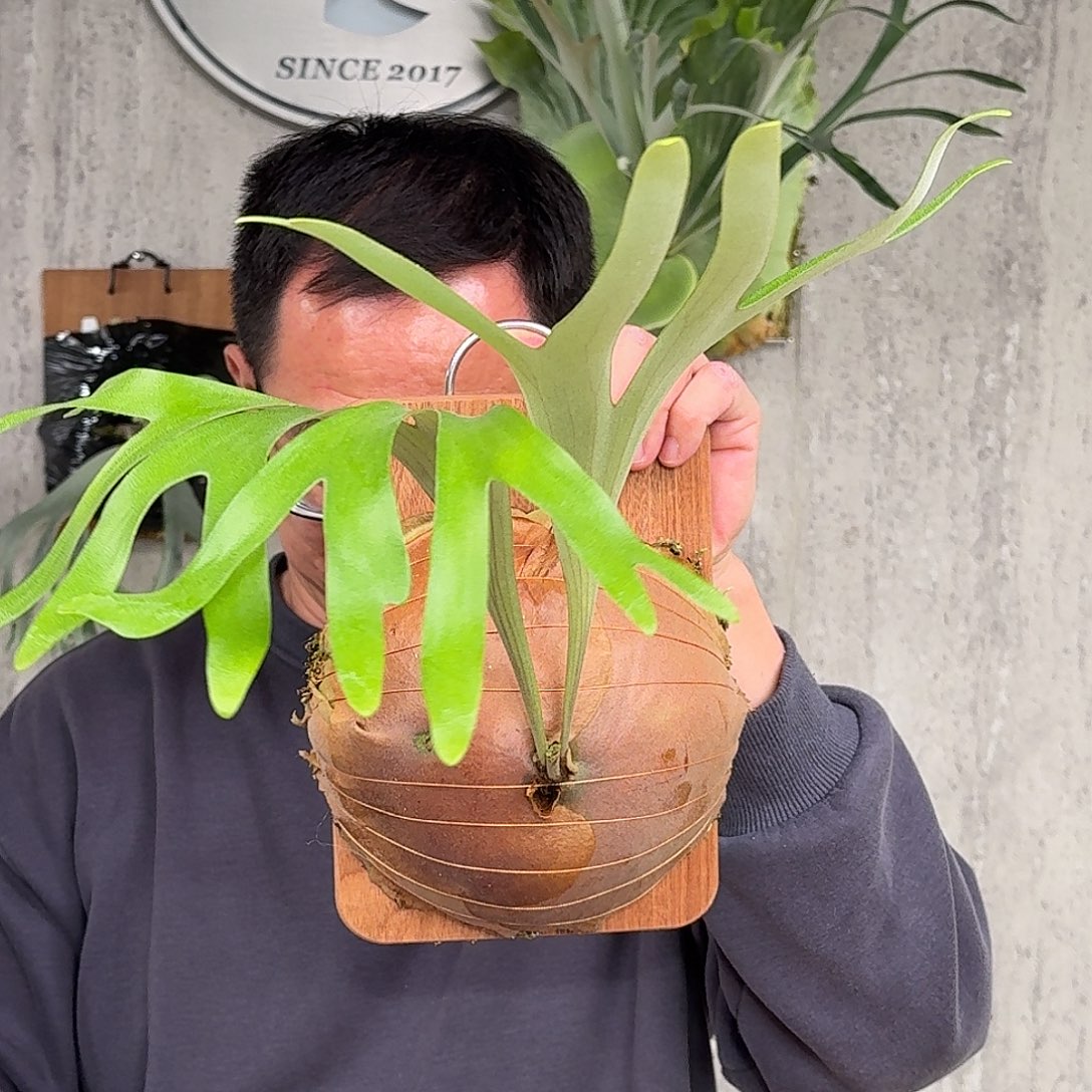 完全开放马圆鹿角蕨春野花园