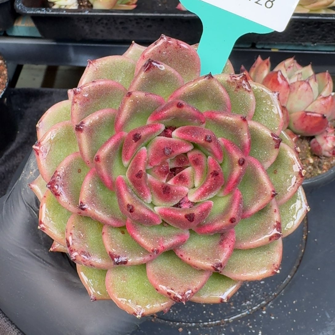 从前慢多肉精选编号1226.128